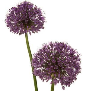 Allium گلخانه ای